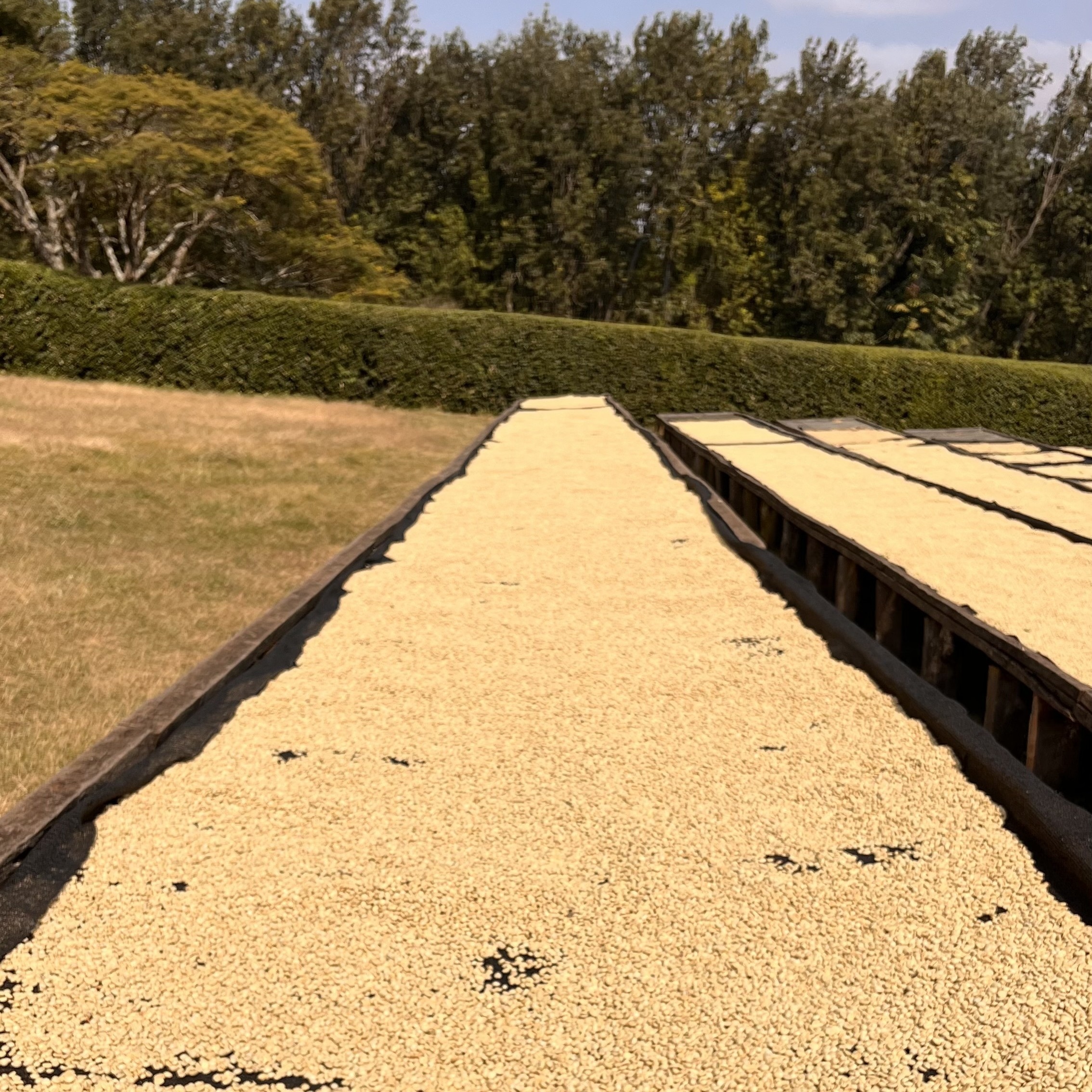 Tanzania Acacia Hills Kent AA Washed(25/26年クロップ) | ORIGIN